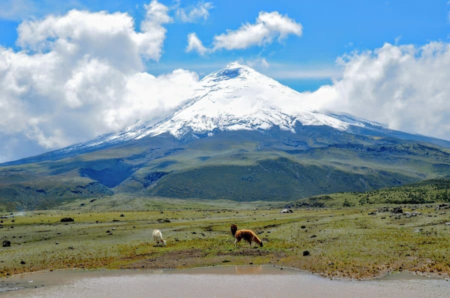 El volcán Cotopaxi sobre el páramo andino