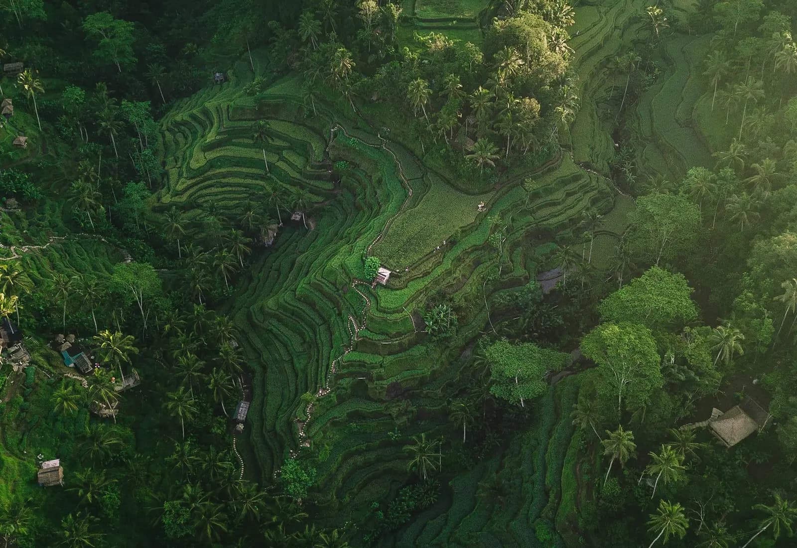 Vista aérea de terrazas de arroz verdes y palmeras cerca de Ubud
