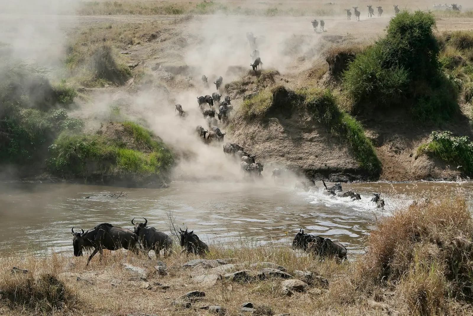 Wildebeest charging down a dusty riverbank and crossing a river during the migration