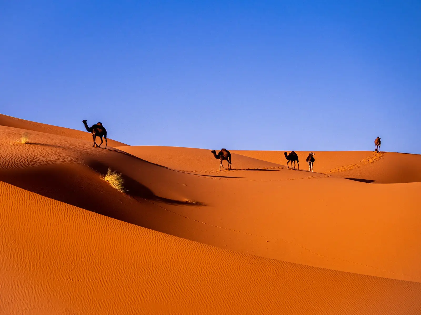 A camel caravan crossing orange sand dunes in the Moroccan Sahara